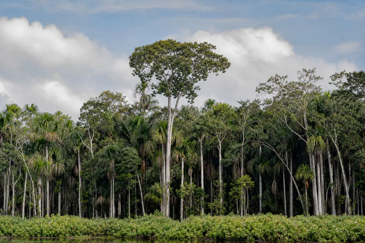 Palm forest community area