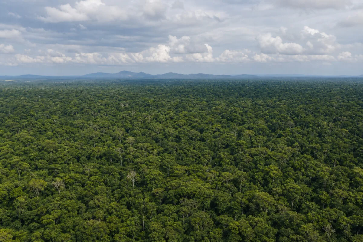 Bolivian forest canopy