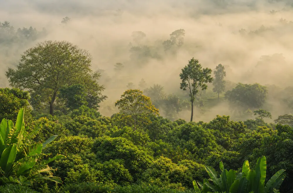 Bolivian forest